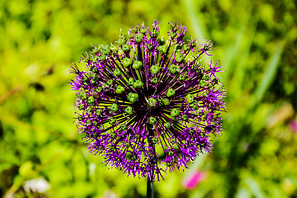 포토 JPG 해외이미지 식물 계절 꽃잎 꽃 줄기 분홍색 백그라운드 꽃무늬 전구 공 자연 벽지 양파 마늘 사람없음 장식 초록색 여름 환경 정원 보라색 봄 벚꽃 흰색 신선 개화 허브 원예 부추 내추럴 생태학 해외포토 교육 컬러 무늬 채소 취미 생태계 파일형식 이미지허브