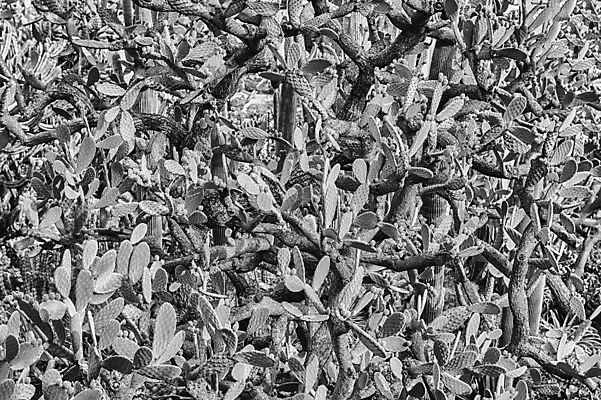 포토 JPG 해외이미지 식물 꽃 백그라운드 컨셉 잎 자연 선인장 사람없음 장식 초록색 여름 농장 세일 정원 사막 성장 신선 시장 원예 내추럴 온실 많음 해외포토 계절 컬러 농업 취미 생태계 파일형식 이미지허브