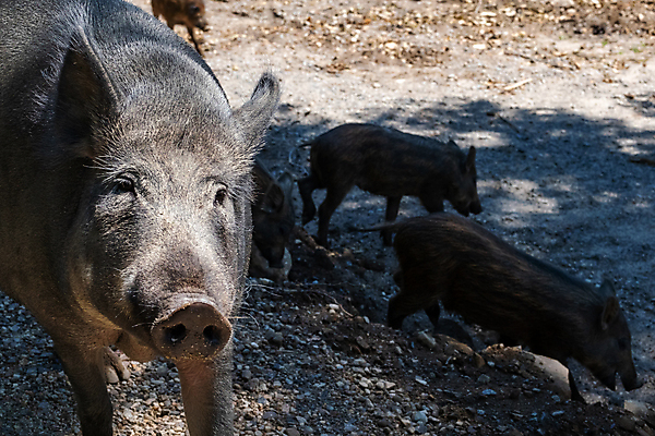 포토 JPG 해외이미지 동물 얼굴 모래 포유류 가족 청소년 엄마 생물 털 사람없음 야외 아기 돼지 그룹 뿌리기 묘사 코 먼지 주둥이 멧돼지 해외포토 관계 모션 사람 신체부위 파일형식 이미지허브