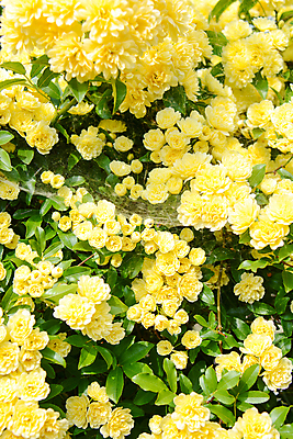 포토 JPG 해외이미지 꽃 백그라운드 봄꽃 사람없음 자연백그라운드 해외포토 식물 자연 봄 파일형식 이미지허브