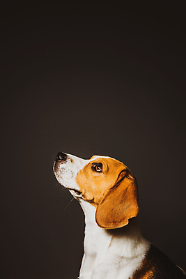 포토 JPG 해외이미지 동물 회색배경 실내 앉기 사람없음 반려동물 머리 점 개 비글 송곳니 고립 유래 해외포토 백그라운드 포유류 모션 내부 신체부위 회색 치아 파일형식 이미지허브