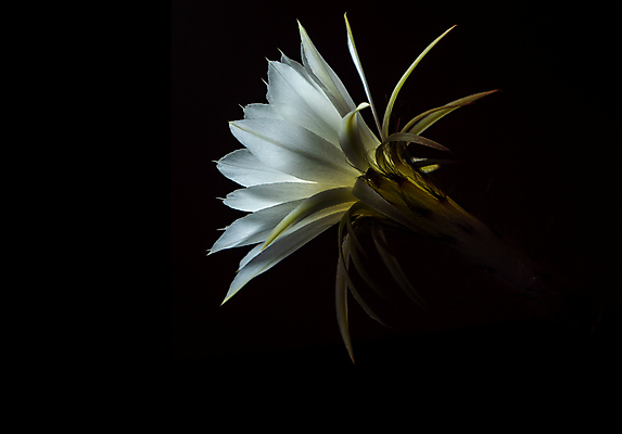 포토 JPG 해외이미지 식물 꽃잎 꽃 백그라운드 자연 선인장 사람없음 초록색 빛 정원 검은색 사막 흰색 신선 개화 가시 내추럴 고립 카피스페이스 해외포토 컬러 공백 생태계 파일형식 이미지허브