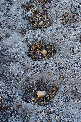 포토 JPG 해외이미지 식물 계절 백그라운드 밭 농업 자연 감자 건강 씨앗 사람없음 야외 농작물 농장 새싹 정원 흙 수확 성장 시골 구멍 농부 땅 준비 유기농 날것 뿌리 내추럴 거름 땅바닥 땅파기 바이오 밭일 생태학 파종 세련 해외포토 직업 웰빙 교육 산업 채소 바닥 농사 생태계 파일형식 이미지허브