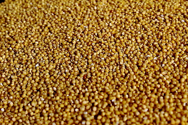 포토 JPG 해외이미지 음식 백그라운드 패턴 재료 건조 건강 씨앗 사람없음 가로 노란색 선택 먹이 낟알 시리얼 먹기 가득함 질감 섬유 수수 작살 해외포토 식물 컬러 컨셉 무늬 모션 직물 파일형식 이미지허브