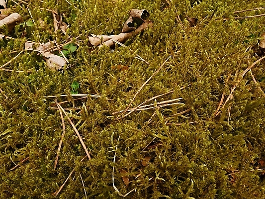 포토 JPG 해외이미지 식물 계절 잎 패턴 자연 표면 추상 건조 이끼 사람없음 야외 목재 초록색 갈색 노란색 쌓기 환경 카펫 촉촉함 가을 거친 닫기 숲 묘사 유기농 질감 나무껍질 내추럴 그런지 땅바닥 생태학 옛날 해외포토 나무 웰빙 교육 컬러 무늬 재료 모션 바닥 젖음 껍질 생태계 파일형식 이미지허브