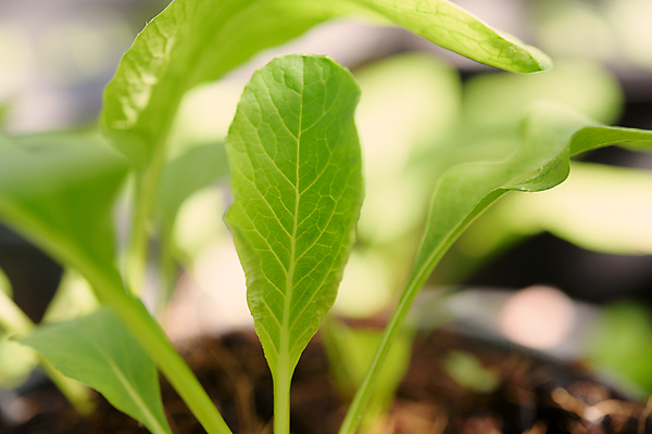 포토 JPG 해외이미지 식물 잡화 꽃 지구 음식 백그라운드 잎 농업 채소 자연 아침 주택 건강 사람없음 야외 초록색 여름 빛 농장 세일 새싹 환경 정원 검은색 중국 흙 봄 수확 성장 신선 냄비 유기농 원예 날것 성분 내추럴 채소밭 떠남 모종 숙성 해외포토 주간 웰빙 계절 산업 아시아 컬러 밭 모션 취미 건물 솥 생태계 파일형식 이미지허브