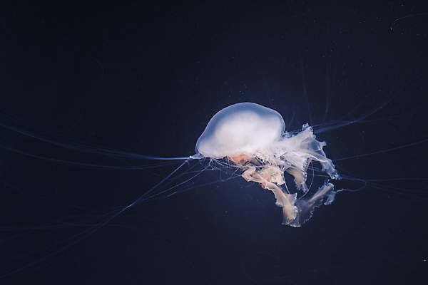 포토 JPG 해외이미지 한마리 사람없음 바닷속 수중동물 자포동물 해파리 해외포토 동물 1 수중 파일형식 이미지허브