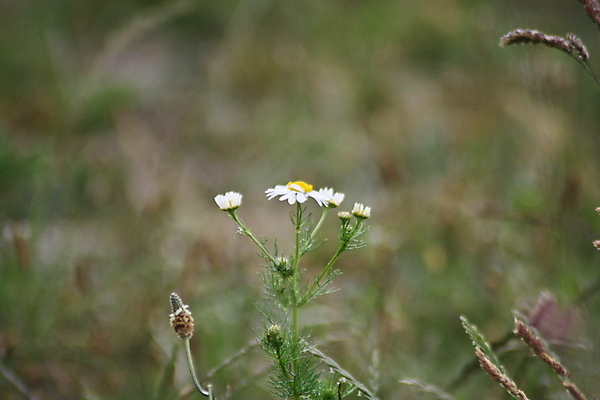 포토 JPG 해외이미지 식물 꽃 야생동물 사람 사람없음 초록색 파란색 놀람 보호 발견 부다페스트 해외포토 동물 감정 컬러 컨셉 표정 헝가리 파일형식 이미지허브