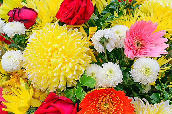 포토 JPG 해외이미지 식물 꽃잎 꽃 분홍색 꽃다발 백그라운드 잎 꽃무늬 자연 벽지 추상 미술 사람없음 장식 빨간색 초록색 노란색 정원 봄 성장 벚꽃 흰색 신선 개화 원예 질감 향기 악취 해외포토 계절 컬러 무늬 문화예술 취미 생태계 냄새 파일형식 이미지허브