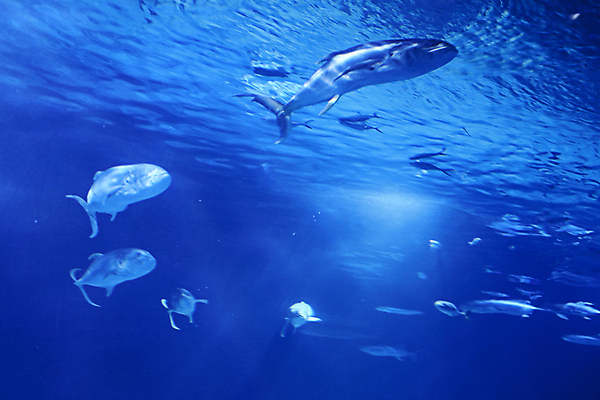 포토 JPG 해외이미지 동물 교육 야생동물 모래 바다 섬 과학 여행 자연 낚시 바닥 어류 사람없음 물 파란색 빛 햇빛 환경 수중 수영 침묵 탐험 그룹 황무지 스노클링 잠수부 보호 큼 아래 생태계 다이빙 생물학 장면 태평양 암초 수족관 서식지 내추럴 기후변화 깊이 해외포토 자연요소 컬러 컨셉 레저 날씨 태양 수중동물 소리 수상스포츠 변화 전문직 크기 방향 위치 수중스포츠 파일형식 이미지허브