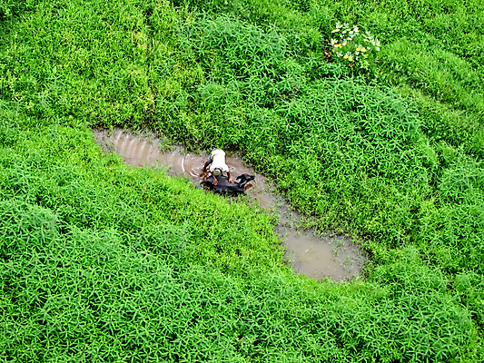 포토 JPG 해외이미지 나무 동물 밭 포유류 자연 수영장 동양인 사람없음 야외 초록색 물 강 마을 환경 검은색 우유 시골 연못 소 씻기 빨래 정상 청소 내추럴 해외포토 자연요소 식물 컬러 가사 농업 유제품 인종 청결 생태계 파일형식 이미지허브