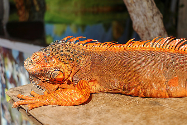 포토 JPG 해외이미지 동물 척추동물 응시 공원 야생동물 백그라운드 신체 오렌지 파충류 자연 휴식 생물 바닥 동물원 사람없음 야외 목재 옆모습 빨간색 초록색 파란색 반려동물 컬러풀 머리 검은색 흰색 용 잠 거친 피부 묘사 질감 눈금 오르기 도마뱀 이구아나 스파이크 내추럴 고립 동물상 울퉁불퉁 이국적 혼자 해외포토 나무 시선 공공시설 뷰포인트 컬러 컨셉 과일 재료 모션 신체부위 조형물 생태계 파일형식 이미지허브