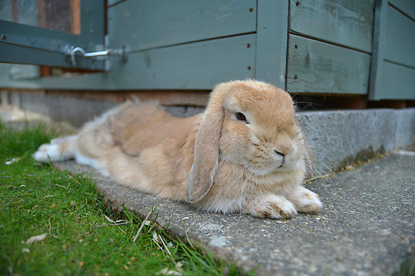 포토 JPG 해외이미지 동물 얼굴 오렌지 포장 포유류 휴식 생물 수염 오리 사람없음 초록색 반려동물 모래사장 눕기 바위 토끼 뜨거움 달콤 작음 시원함 모피 자르기 코 귀 판 솜털 헛간 내추럴 난쟁이 거짓말 콘크리트 해외포토 바다 컬러 컨셉 과일 모션 조류 신체부위 돌_바위 맛 크기 저장고 파일형식 이미지허브