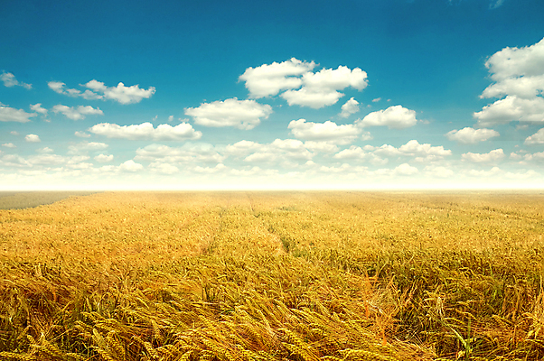 포토 JPG 해외이미지 식물 구름 계절 공원 밭 농업 자연 하늘 아침 옥수수 씨앗 풍경 사람없음 야외 초록색 여름 파란색 빛 농작물 농장 노란색 일출 맑음 일몰 봄 새벽 수확 성장 가을 시골 낟알 시리얼 밀 내추럴 밭일 숙성 수평선 해외포토 주간 자연요소 공공시설 산업 음식 컬러 날씨 곡류 노을 생태계 파일형식 이미지허브