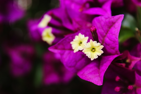 포토 JPG 해외이미지 식물 꽃 분홍색 백그라운드 잎 사람없음 장식 초록색 컬러풀 정원 보라색 벚꽃 흰색 개화 포르투갈 원예 내추럴 해외포토 유럽 컬러 취미 파일형식 이미지허브