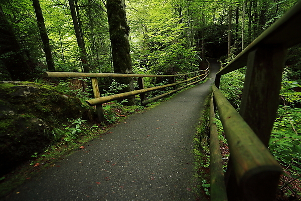 포토 JPG 해외이미지 길 잎 자국 아침 날씨 풍경 사람없음 가로 평화 트래킹 하이킹 젖음 탐험 안개 황무지 열대우림 즐거움 명상 뿌리 공상 탐사 땅바닥 방법 아마존 양치류 파라다이스 해외포토 주간 식물 감정 컨셉 레저 바닥 숲 파일형식 이미지허브