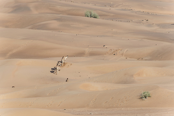포토 JPG 해외이미지 동물 전통 모래 여행 중동 교통시설 아프리카 자연 휴가 건조 풍경 사람없음 야외 빨간색 모래사장 고요 사막 뜨거움 모래언덕 사파리 사하라 내추럴 단봉낙타 이국적 카라반 카피스페이스 해외포토 나라 바다 컬러 교통 공백 언덕 시설 생태계 캠핑카 파일형식 이미지허브