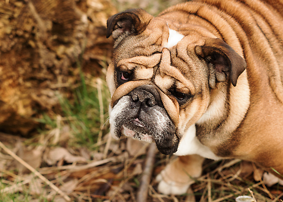 포토 JPG 해외이미지 동물 응시 행복 얼굴 포유류 관계 모션 자연 잉글랜드 안내 사랑 서기 성인 사람없음 야외 반려동물 갈색 걷기 검은색 우정 성장 흰색 주름 개 강아지 작음 타운 불독 몸단장 송곳니 기르기 동반자 블루벨 유래 특별함 해외포토 시선 감정 컬러 컨셉 영국 사람 신체부위 친구 도시 치아 크기 생태계 돌봄 파일형식 이미지허브