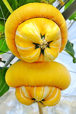 포토 JPG 해외이미지 음식 농업 채소 호박 매달리기 건강 사람없음 초록색 노란색 성장 유기농 박 스쿼시 밭일 숙성 해외포토 웰빙 산업 스포츠 컬러 모션 구기 파일형식 이미지허브