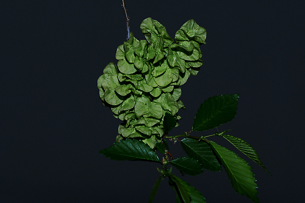 포토 JPG 해외이미지 나무 식물 꽃 잎 자연 씨앗 사람없음 나뭇가지 관목 아카시아 그리너리 해외포토 생태계 파일형식 트랜드컬러 이미지허브