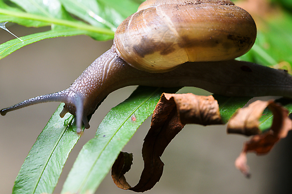 포토 JPG 해외이미지 주간 한마리 잎 근접촬영 사람없음 야외 기어가기 마른잎 해외포토 자연요소 식물 1 뷰포인트 모션 파일형식 이미지허브