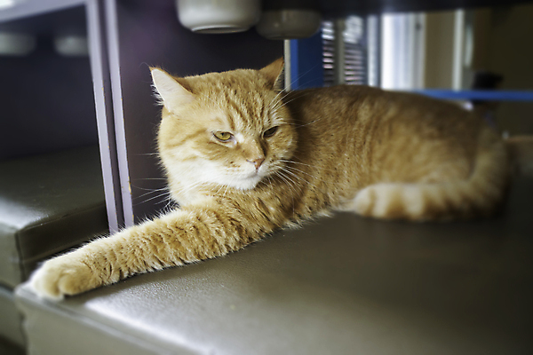 포토 JPG 해외이미지 동물 행복 태국 건강 피곤 사랑 사람없음 반려동물 고양이 가축 고요 카페 우아함 단아함 해외포토 감정 아시아 컨셉 포유류 상점 파일형식 이미지허브