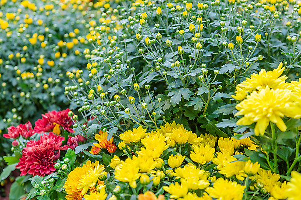 포토 JPG 해외이미지 식물 계절 공원 꽃잎 꽃 줄기 백그라운드 단풍 잎 꽃무늬 자연 사람없음 초록색 컬러풀 환경 정원 벚꽃 가을 신선 개화 닫기 내추럴 뒤뜰 온실 해외포토 공공시설 컬러 무늬 모션 생태계 파일형식 이미지허브