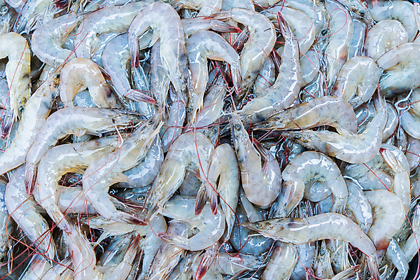 포토 JPG 해외이미지 동물 잡화 유럽 음료 음식 바다 백그라운드 다이어트 재료 자연 낚시 조개 새우 요리 사람없음 초록색 농장 주방 식당 냉동 수중 식사 신선 그룹 시장 선택 맛 먹기 해산물 묘사 질감 분무기 소매 슈퍼마켓 매각 생식 카피스페이스 해외포토 나라 컬러 컨셉 농업 모션 레저 어패류 건강 갑각류 상점 공백 생태계 파일형식 이미지허브