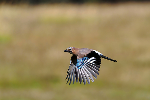 포토 JPG 해외이미지 동물 1 응시 야생동물 백그라운드 자연 조류 휴식 친절 생물 매달리기 사람없음 가로 파란색 컬러풀 갈색 놀람 자유 가을 관찰 황무지 떨어짐 소프트포커스 숲 먹이 깃털 호기심 부리 노려봄 계산서 관심 발톱 이국적 지능 혼자 해외포토 시선 계절 감정 컬러 컨셉 모션 발 촬영기법 표정 생태계 파일형식 이미지허브