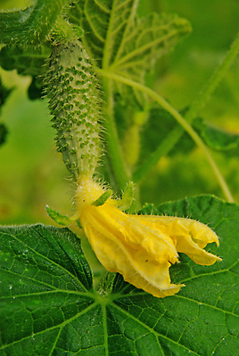 포토 JPG 해외이미지 식물 꽃 음식 잎 농업 다이어트 채소 자연 오이 나선형 건강 사람없음 초록색 여름 농작물 햇빛 농장 새싹 정원 흙 수확 성장 벚꽃 신선 보호 농부 질문 먹기 유기농 원예 땅바닥 밭일 생태학 온실 세련 해외포토 직업 웰빙 계절 교육 산업 컬러 컨셉 무늬 모션 바닥 취미 태양 생태계 파일형식 이미지허브