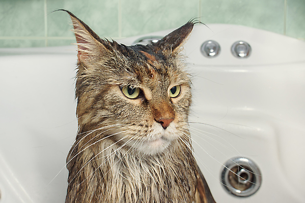 포토 JPG 해외이미지 동물 한마리 사람없음 고양이 목욕 젖음 욕실 펫케어 반려묘 메인쿤 해외포토 1 포유류 관리 반려동물 청결 파일형식 이미지허브