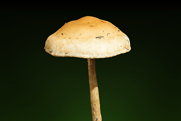 포토 JPG 해외이미지 나무 식물 계절 음식 자연 사람없음 야외 가로 갈색 버섯 성장 가을 흰색 시골 닫기 숲 작음 유기농 날것 녹색배경 곰팡이 삼림지대 캡모자 세련 해외포토 모자_잡화 웰빙 컬러 백그라운드 모션 초록색 크기 생태계 파일형식 이미지허브