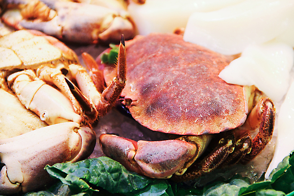 포토 JPG 해외이미지 동물 전통 음식 바다 여행 백그라운드 재료 태국 자연 낚시 조개 건강 종류 갑각류 어류 요리 동양인 사람없음 세일 상점 주방 식당 얼음 식사 저녁식사 게 신선 시장 맛 먹기 해산물 오징어 날것 지역 해외포토 자연요소 아시아 컨셉 모션 레저 어패류 연체동물 인종 수중동물 생태계 파일형식 이미지허브