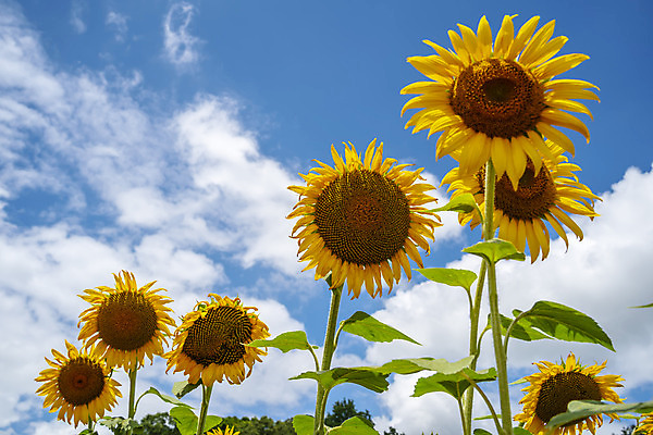 포토 JPG 해외이미지 구름 백그라운드 꽃밭 하늘 해바라기 사람없음 노란색 활발 해외포토 자연요소 꽃 컬러 컨셉 파일형식 이미지허브