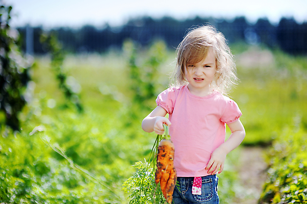 포토 JPG 해외이미지 식물 백인 손 계절 행복 얼굴 어린이 음식 잎 채소 자연 건강 한명 미소 사람 야외 빨간색 초록색 여름 태양 농장 정원 봄 당근 기쁨 수확 가을 신선 잡기 선택 달콤 작음 수집 먹기 원예 내추럴 홈메이드 해외포토 자연요소 서양인 1 감정 컬러 컨셉 농업 모션 뿌리채소 표정 취미 신체부위 맛 크기 생태계 만들기 파일형식 이미지허브