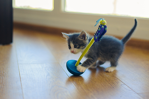 포토 JPG 해외이미지 동물 1 어린이 장난 포유류 놀이 바닥 털 사람없음 목재 반려동물 장난감 고양이 회색 게임 아기 원형 달콤 작음 모피 오브젝트 솜털 고립 미니 텀블러 해외포토 도형 나무 컬러 재료 사람 컵 맛 크기 파일형식 이미지허브