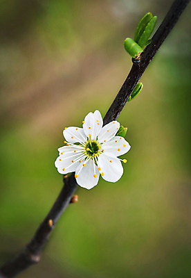 포토 JPG 해외이미지 나무 식물 계절 꽃잎 꽃 백그라운드 잎 꽃무늬 자연 미술 사람없음 장식 초록색 장미 정원 봄 벚꽃 흰색 나뭇가지 가시 소프트포커스 싱글 내추럴 고립 해외포토 컬러 무늬 문화예술 촬영기법 생태계 파일형식 이미지허브