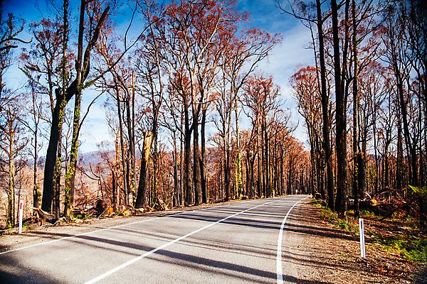 포토 JPG 해외이미지 나무 도로 여행 불 풍경 사람없음 검은색 고속도로 호주 숲 도로표지판 굴곡 재 치유 해외포토 자연요소 식물 길 컬러 교통시설 표지판 오세아니아 파일형식 이미지허브
