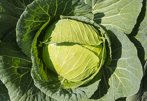 포토 JPG 해외이미지 식물 음식 백그라운드 잎 농업 다이어트 채소 재료 자연 따뜻함 건강 요리 사람없음 초록색 정원 수확 흰색 신선 먹기 유기농 양배추 날것 내추럴 숙성 채식주의자 비건 해외포토 웰빙 산업 컬러 모션 생태계 채식 파일형식 이미지허브