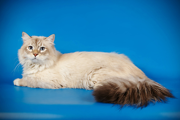 포토 JPG 해외이미지 한마리 사람없음 파란색 반려동물 고양이 네바마스커레이드 해외포토 동물 1 컬러 포유류 파일형식 이미지허브