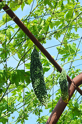 포토 JPG 해외이미지 식물 전통 잡화 아시아 음식 백그라운드 농업 다이어트 채소 과일 재료 자연 벽지 표면 추상 건강 동양인 사람없음 야외 초록색 약 상점 정원 중국 침묵 흰색 신선 시장 멜론 먹기 유기농 질감 날것 박 스쿼시 내추럴 고립 채식주의자 억울 해외포토 웰빙 감정 나라 산업 스포츠 컬러 무늬 의학 모션 인종 구기 소리 생태계 채식 파일형식 이미지허브