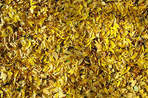 포토 JPG 해외이미지 모양 나무 식물 디자인 계절 공원 백그라운드 잎 패턴 오렌지 자연 벽지 추상 건조 사람없음 야외 빨간색 초록색 컬러풀 갈색 노란색 정원 활발 가을 황금 떨어짐 숲 9월 11월 땅 질감 10월 내추럴 땅바닥 엘리먼트 해외포토 공공시설 컬러 컨셉 무늬 과일 바닥 날짜 생태계 파일형식 이미지허브