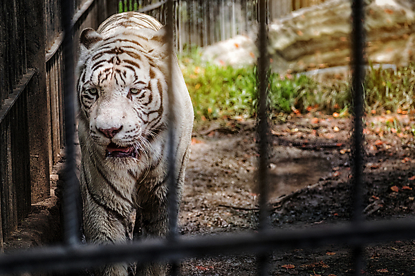 포토 JPG 해외이미지 동물 응시 시선 얼굴 야생동물 분홍색 조각 백그라운드 잎 패턴 포유류 자연 수염 털 동물원 사람없음 파란색 노란색 머리 검은색 고양이 힘 에너지 가을 흰색 호랑이 우아함 위험 큼 고민 코 귀 육식동물 단아함 섬광 심각 완전 해외포토 식물 계절 감정 컬러 컨셉 무늬 신체부위 반려동물 크기 생태계 파일형식 이미지허브