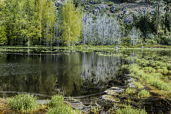 포토 JPG 해외이미지 나무 식물 계절 백그라운드 자연 표면 풍경 잔디 사람없음 야외 초록색 물 컬러풀 반사 환경 맑음 봄 활발 시골 연못 습지 숲 장면 지역 내추럴 해일 해외포토 자연요소 컬러 컨셉 날씨 자연재해 생태계 파일형식 이미지허브