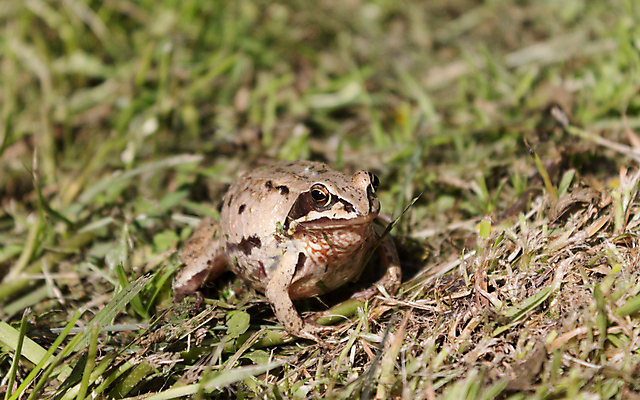 포토 JPG 해외이미지 동물 야생동물 파충류 자연 개구리 양서류 사랑 사람없음 야외 초록색 물 갈색 정원 두꺼비 짝짓기 해외포토 자연요소 감정 컬러 생태계 파일형식 이미지허브
