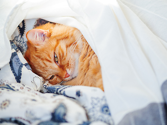 포토 JPG 해외이미지 한마리 실내 사람없음 반려동물 햇빛 고양이 이불 침대 낮잠 반려묘 안락 해외포토 동물 1 가구 컨셉 포유류 침구 내부 태양 잠 파일형식 이미지허브