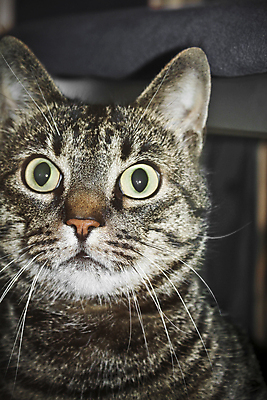 포토 JPG 해외이미지 동물 1 응시 감정 얼굴 백그라운드 포유류 영국 수염 주택 털 앉기 사람없음 반려동물 카메라 검은색 고양이 놀람 회색 분노 흰색 달콤 큼 무서움 호기심 충격 얼룩무늬 직진 해외포토 시선 유럽 컬러 컨셉 무늬 모션 표정 건물 신체부위 전자제품 맛 크기 파일형식 이미지허브