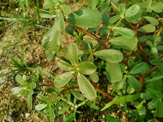 포토 JPG 해외이미지 꽃 음식 백그라운드 잎 채소 자연 건강 사람없음 야외 치료 장식 초록색 약 노란색 정원 스파 화장품 신선 약초 허브 테라피 식용 해외포토 식물 컬러 의학 뷰티 풀_식물 생태계 파일형식 이미지허브