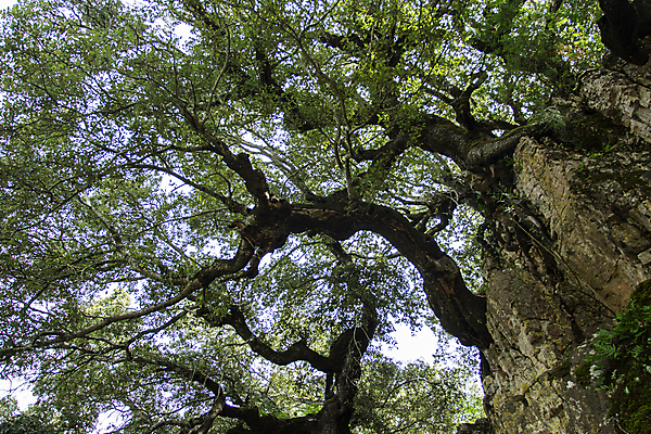포토 JPG 해외이미지 나무 식물 계절 공원 아시아 벽 여행 잎 밭 농업 자연 풍경 사람없음 야외 목재 초록색 이탈리아 가을 바위 나뭇가지 시골 시간 역사 숲 큼 지중해 올리브 뿌리 거인 밭일 옛날 해외포토 공공시설 열매 유럽 나라 산업 바다 컬러 재료 돌_바위 크기 생태계 파일형식 이미지허브