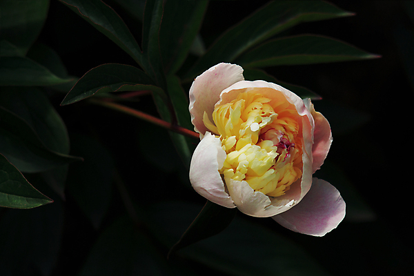 포토 JPG 해외이미지 식물 1 꽃잎 꽃 분홍색 결혼 잎 전구 자연 벽지 결혼식 따뜻함 발렌타인데이 그림자 사람없음 장식 빨간색 초록색 장미 노란색 정원 보라색 검은색 어둠 벚꽃 신선 개화 우아함 큼 다발 배열 심볼 원예 향기 부드러움 작약 미니멀 해외포토 컬러 컨셉 데이이벤트 이벤트 취미 감각 크기 생태계 냄새 파일형식 이미지허브